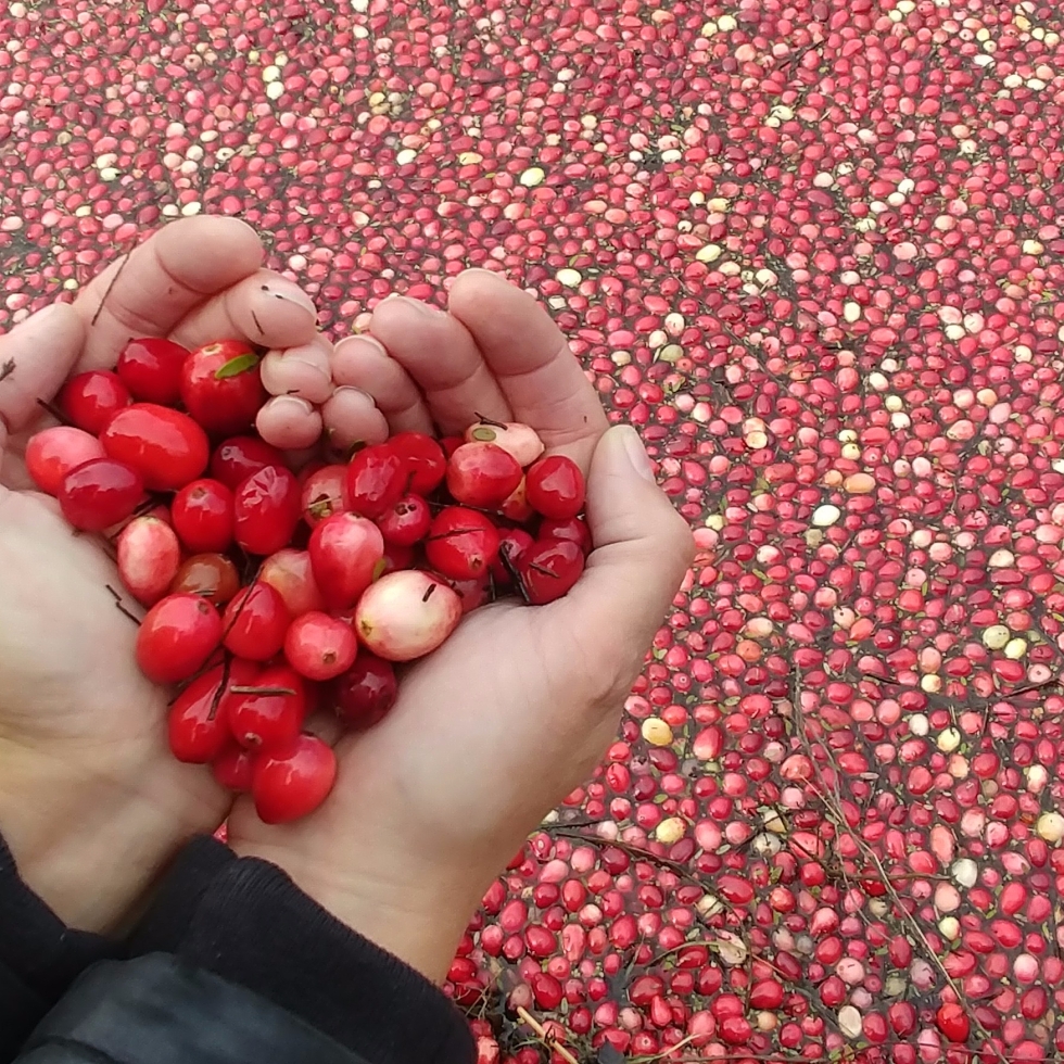 cranberry farm Ontario Canada